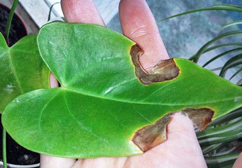 Manchas secas en las hojas de anthurium.