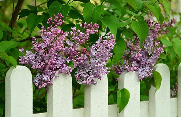 lilas le long de la clôture