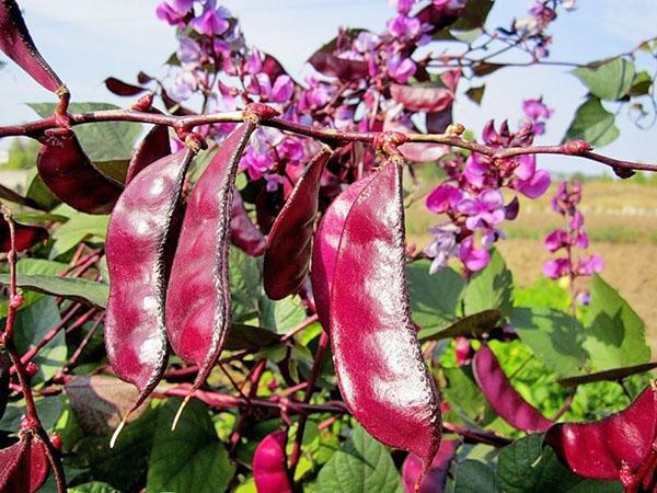 haricots décoratifs