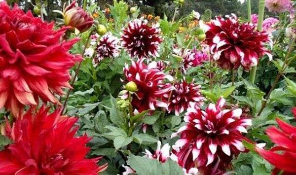 dahlias