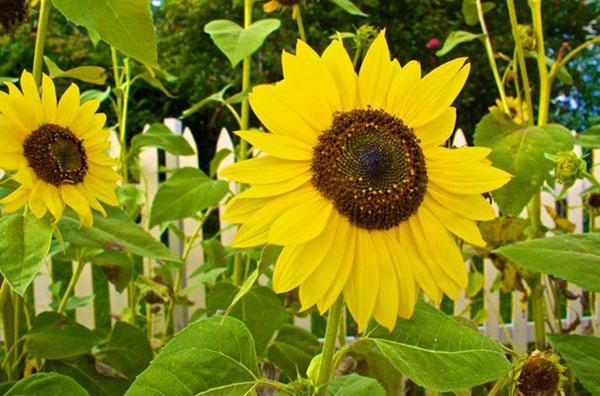 girasol decorativo