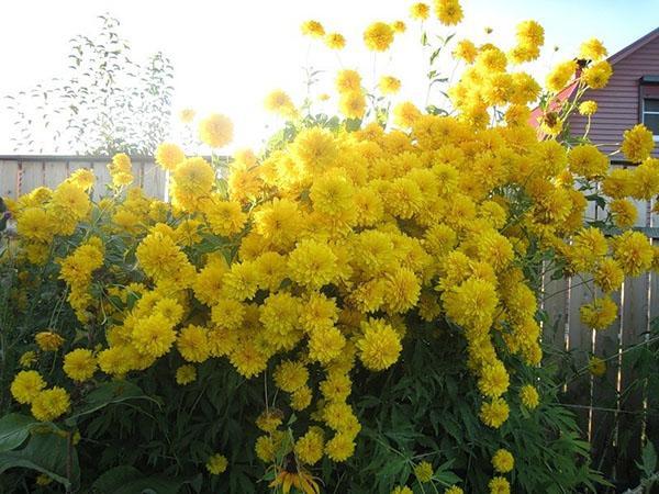 boule d'or rudbeckia