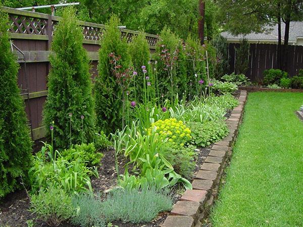 combinación de diferentes plantas