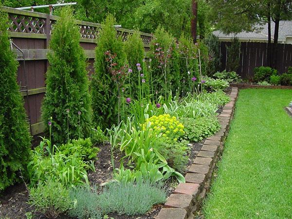 combinaison de différentes plantes