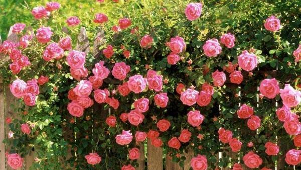 rosas rizadas