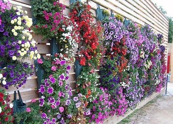 colgando macizos de flores en la cerca