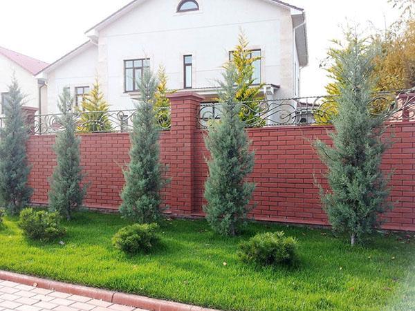 thuja desde el exterior de la cerca
