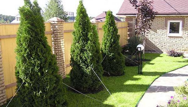 thuja a lo largo de la cerca