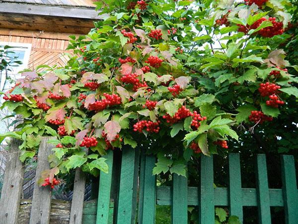 viburnum a lo largo de la cerca