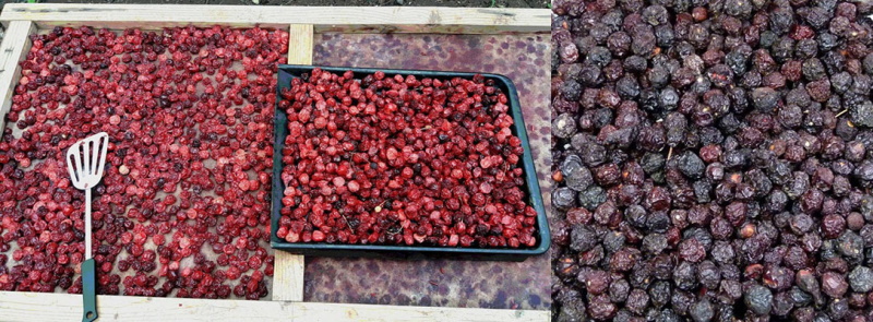 cerises sèches sur palettes au soleil