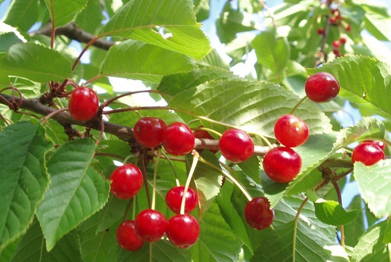 variétés de cerises Shubinka