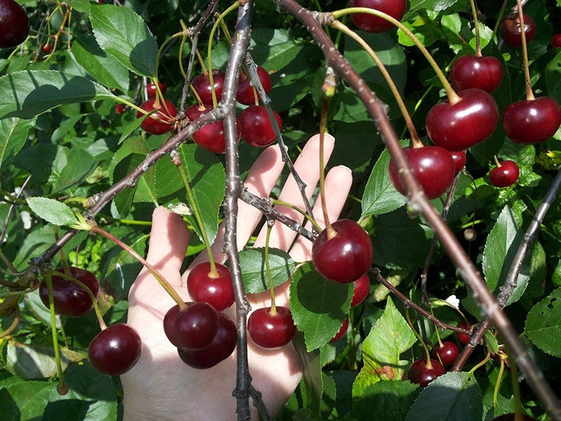 ramasser des cerises pour la récolte