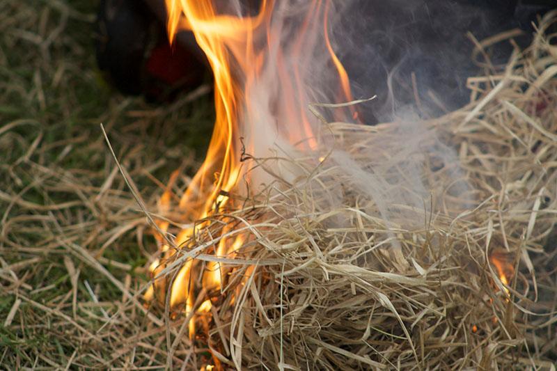 fuego de conejo