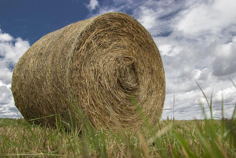 aliments pour animaux de haute qualité