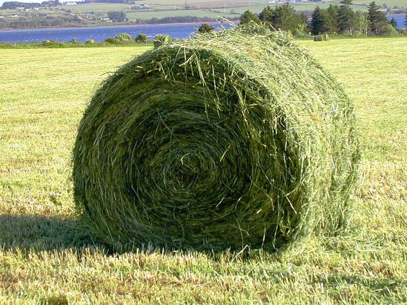 qu'est-ce que l'ensilage