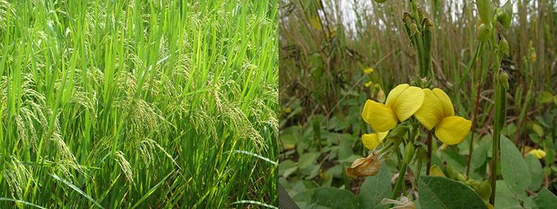 mélanges céréales-légumineuses