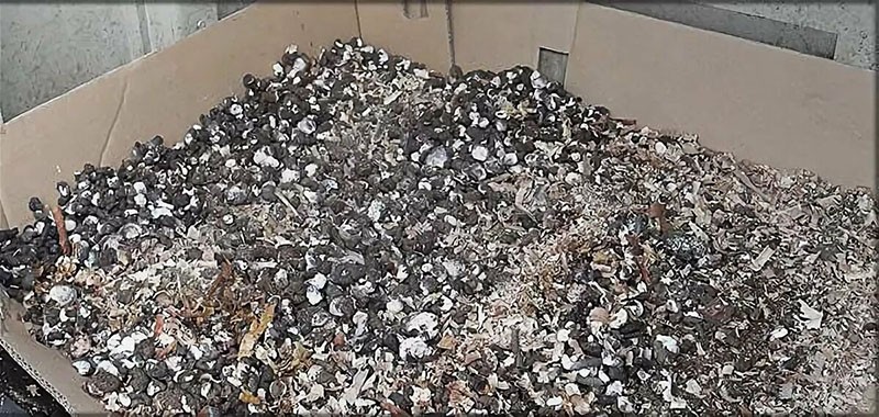 crottes de pigeon sèches