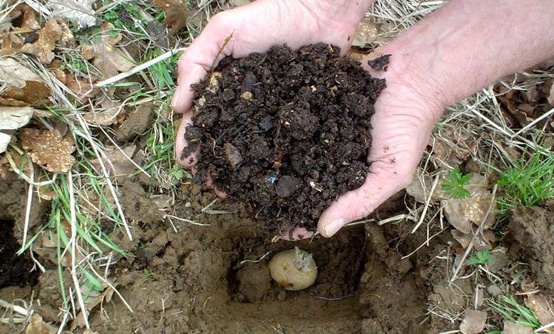 fertilisation pour pommes de terre