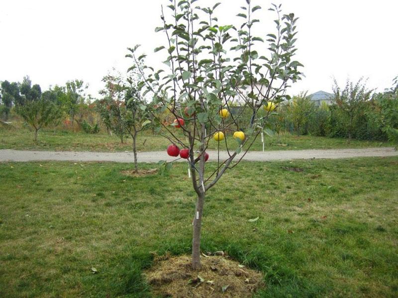 farine d'os pour arbres fruitiers