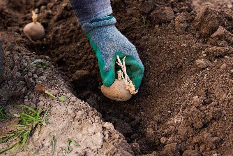 comment utiliser la farine d'os comme engrais pour les pommes de terre