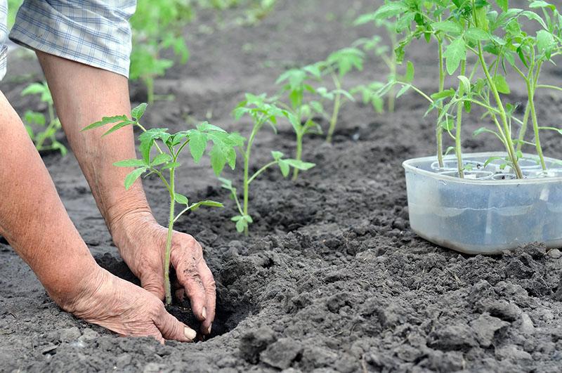 farine d'os pour tomates