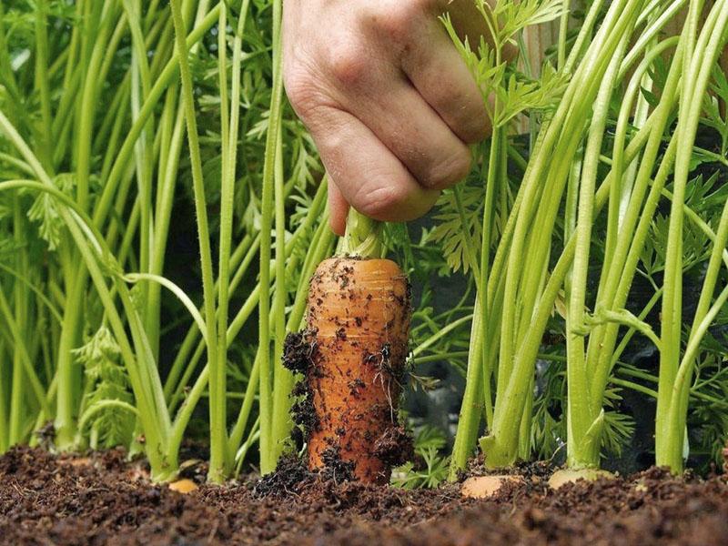 farine d'os pour carottes