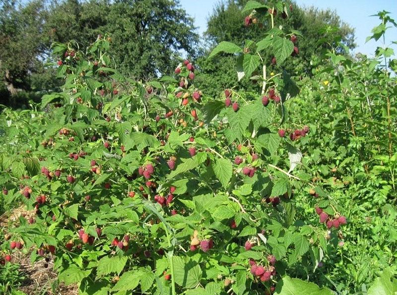 farine d'os pour arbustes fruitiers