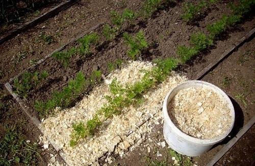 aserrín en lechos de zanahorias