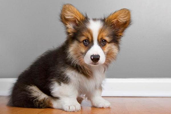 bikox pour chiots