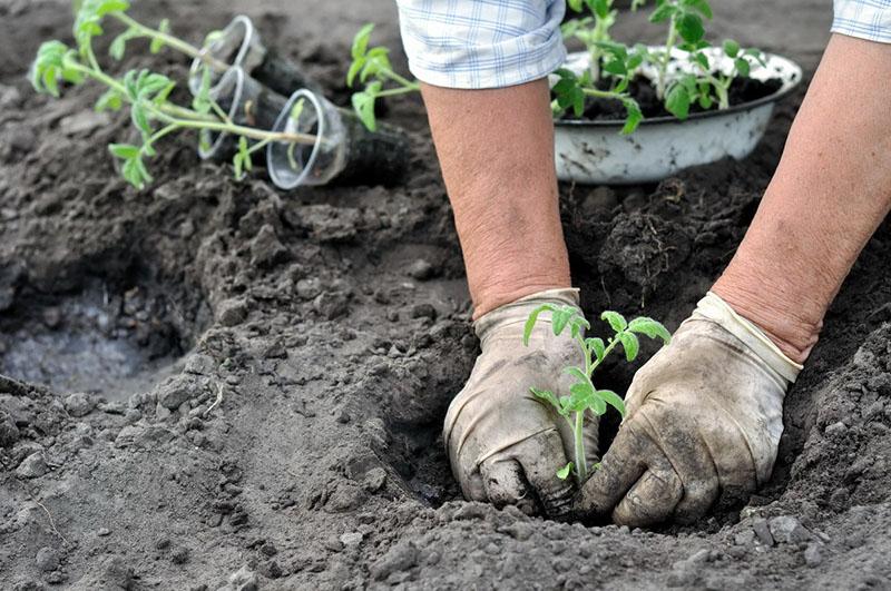 comment utiliser la farine de poisson comme engrais pour les tomates
