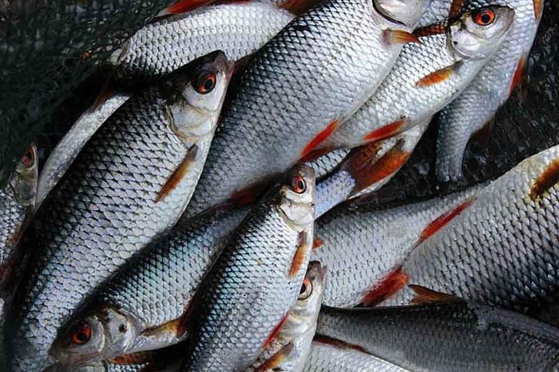 poisson pour faire de la farine de poisson