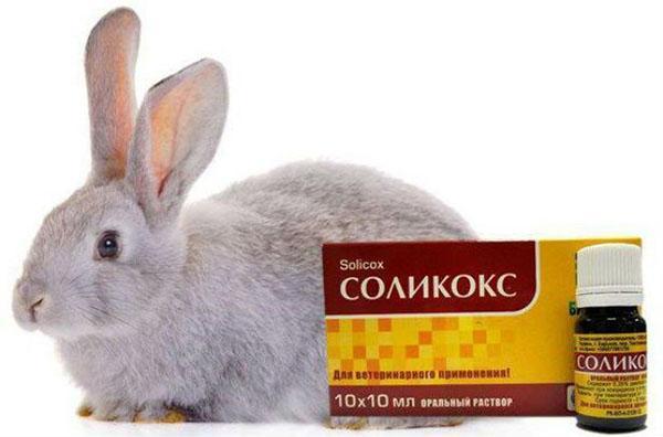 solicox pour lapins