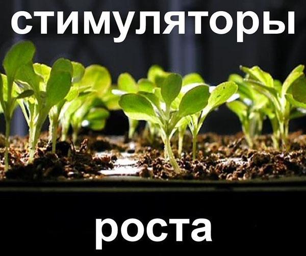 usamos la droga Sprouts correctamente