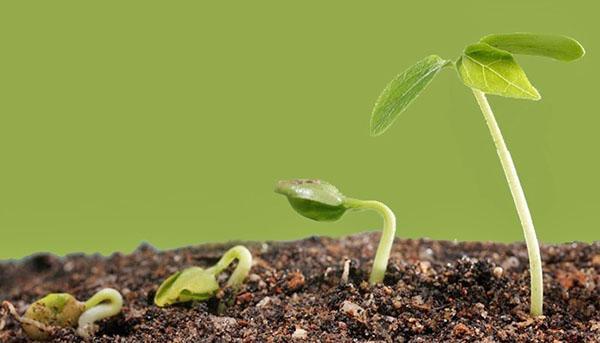 brotes de plantas