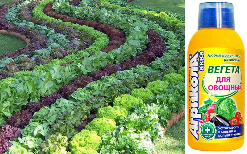engrais agriculture vegeta pour cultures maraîchères