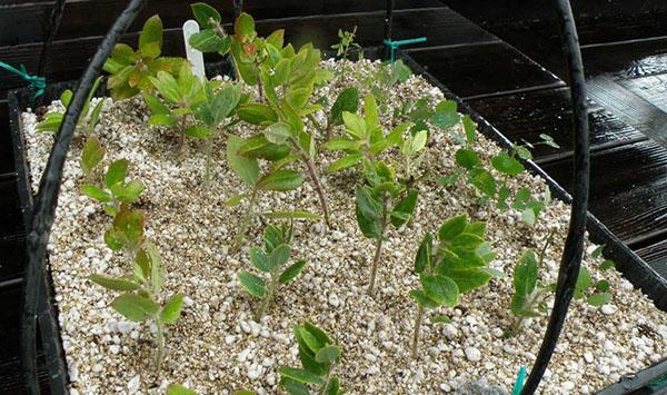 boutures d'enracinement dans la vermiculite