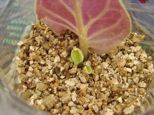 enracinement des boutures dans la vermiculite