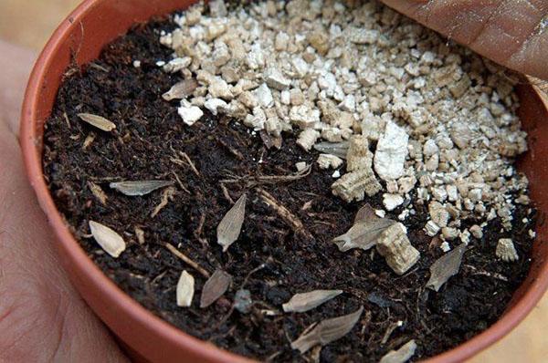 vermiculite pour plantes d'intérieur