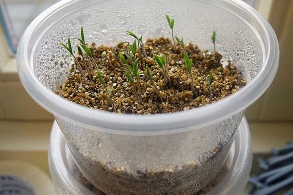 germination des graines dans la vermiculite