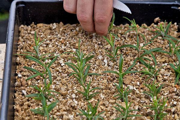 cómo aplicar vermiculita a las plantas