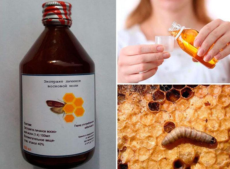 Propiedades útiles de la tintura de polilla de abeja.