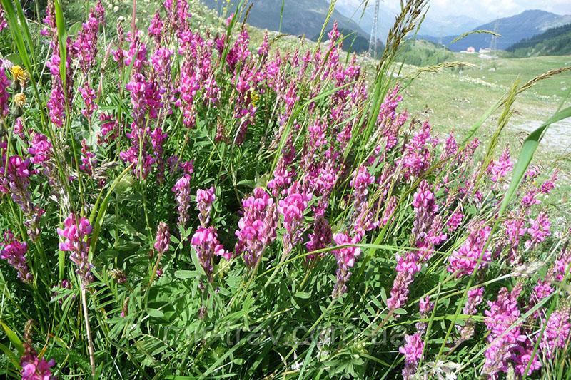 fleur de plante de miel de sainfoin