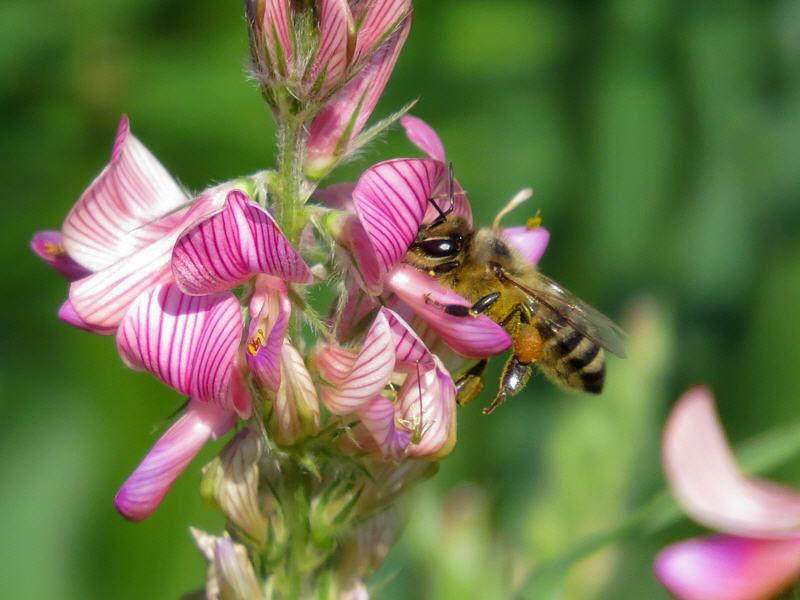 collecte de nectar par les abeilles