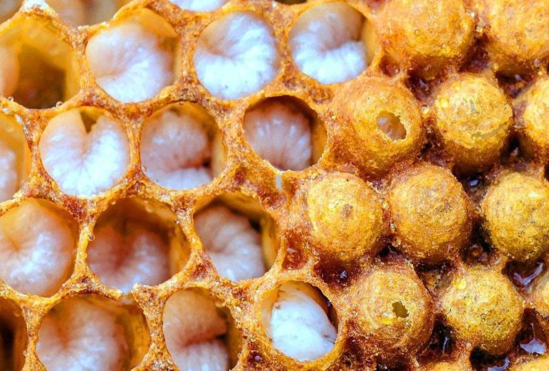 nid d'abeilles avec des larves de faux-bourdons