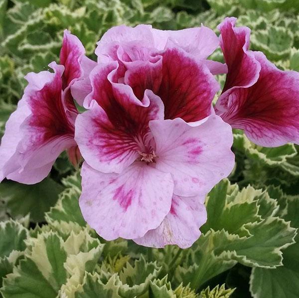 Géranium royal aux feuilles panachées