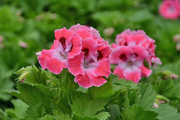 Une floraison luxuriante assurera la taille