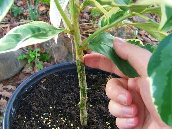 Bientôt la plante portera ses premiers fruits