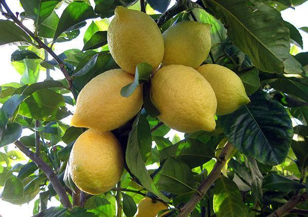 Récolte abondante d'un arbre greffé