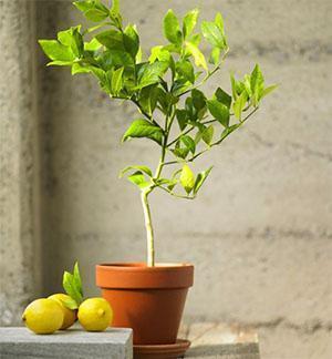 Citron fruitier à la maison