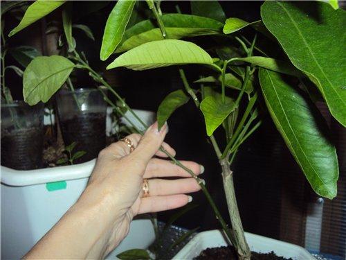 como plantar mandarina en casa